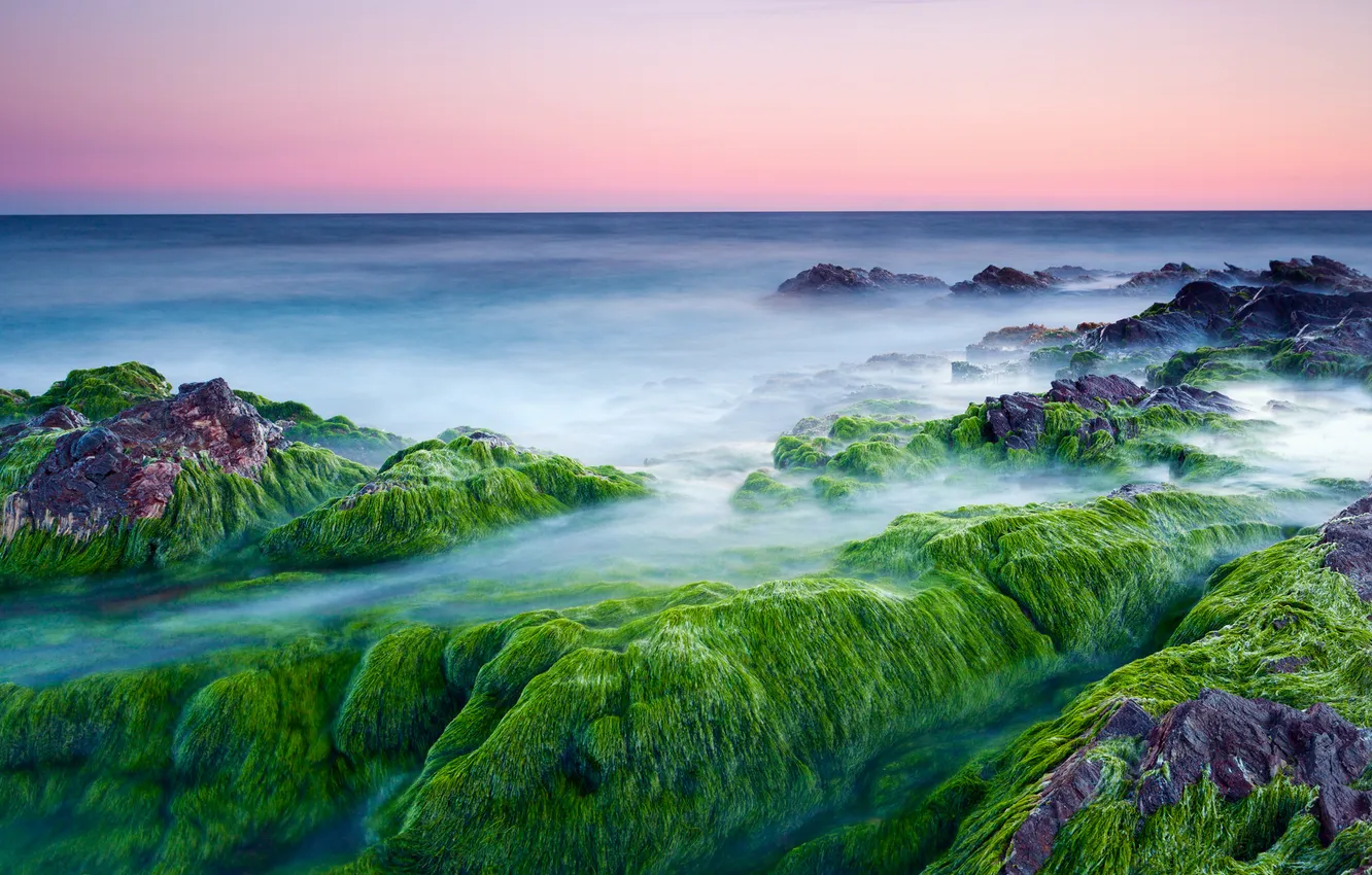 Фото обои море, водоросли, камни, утро, розовое