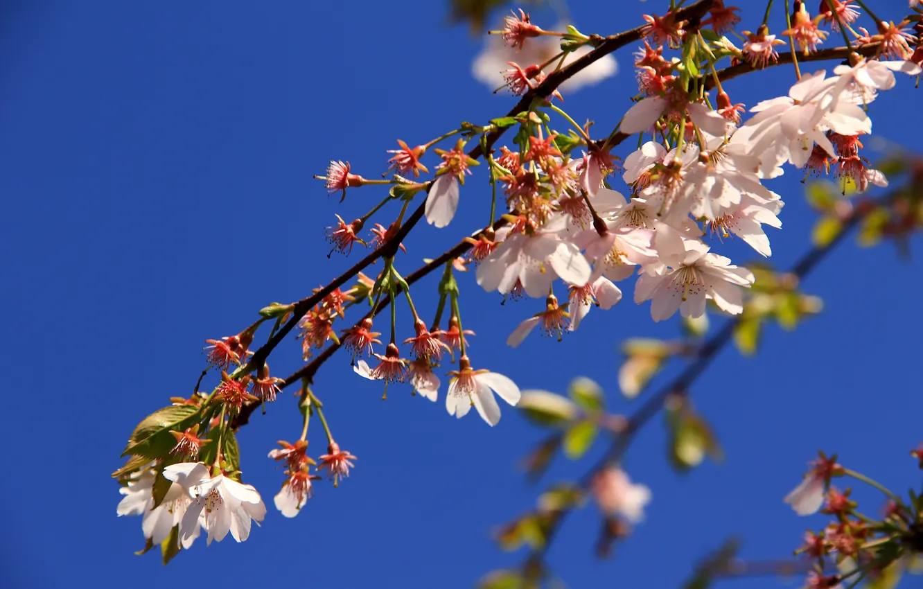 Фото обои небо, цветы, дерево, ветка, весна, фруктовое