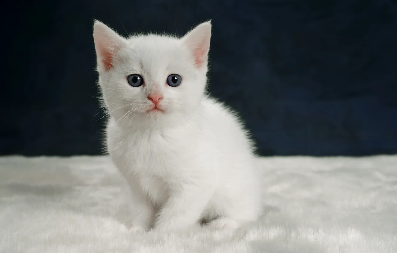 Фото обои взгляд, котенок, портрет, малыш, белый котёнок