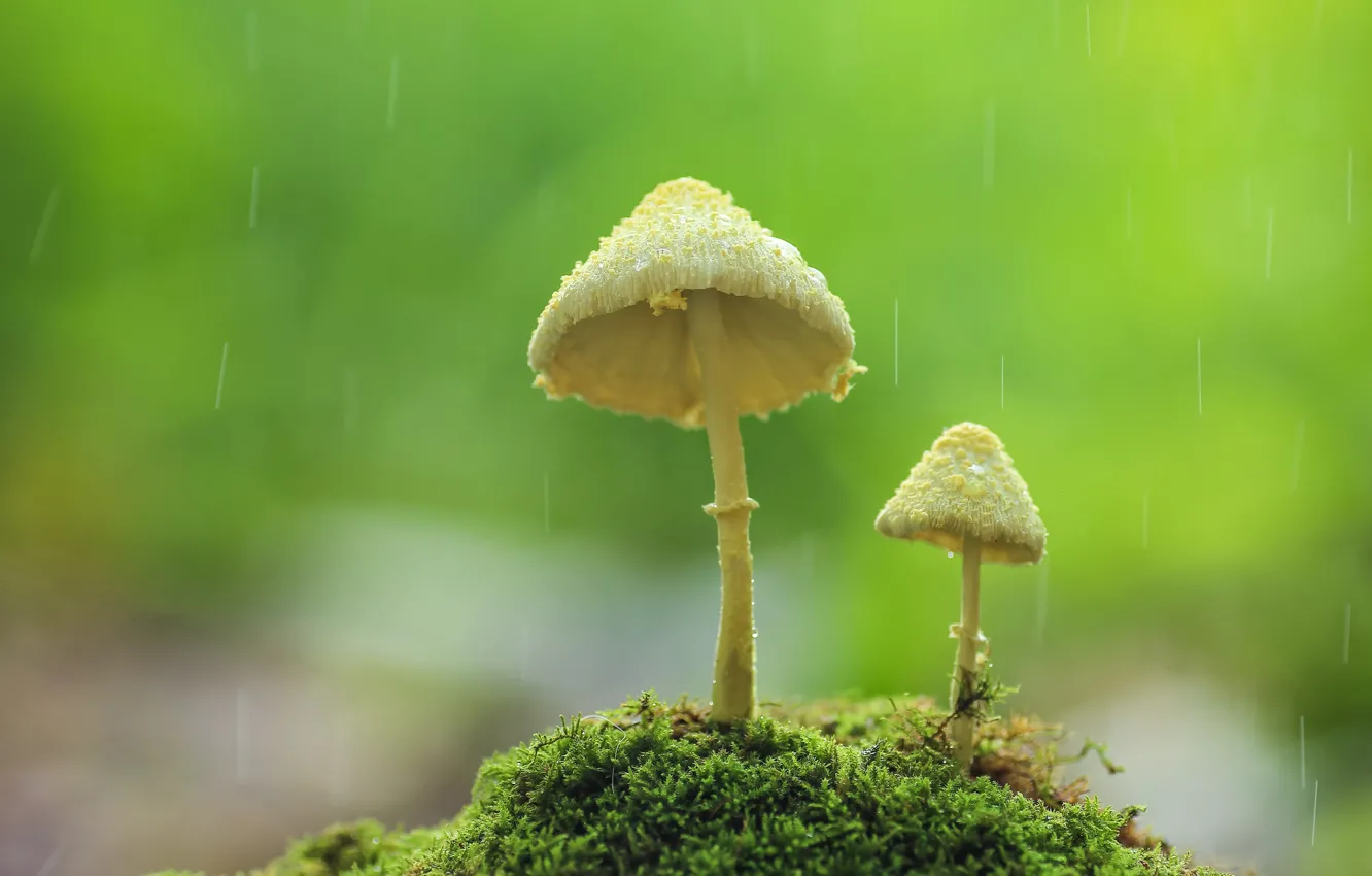 Фото обои осень, фон, дождь, грибы