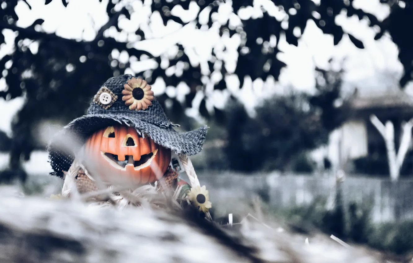 Фото обои фон, Halloween, тыква