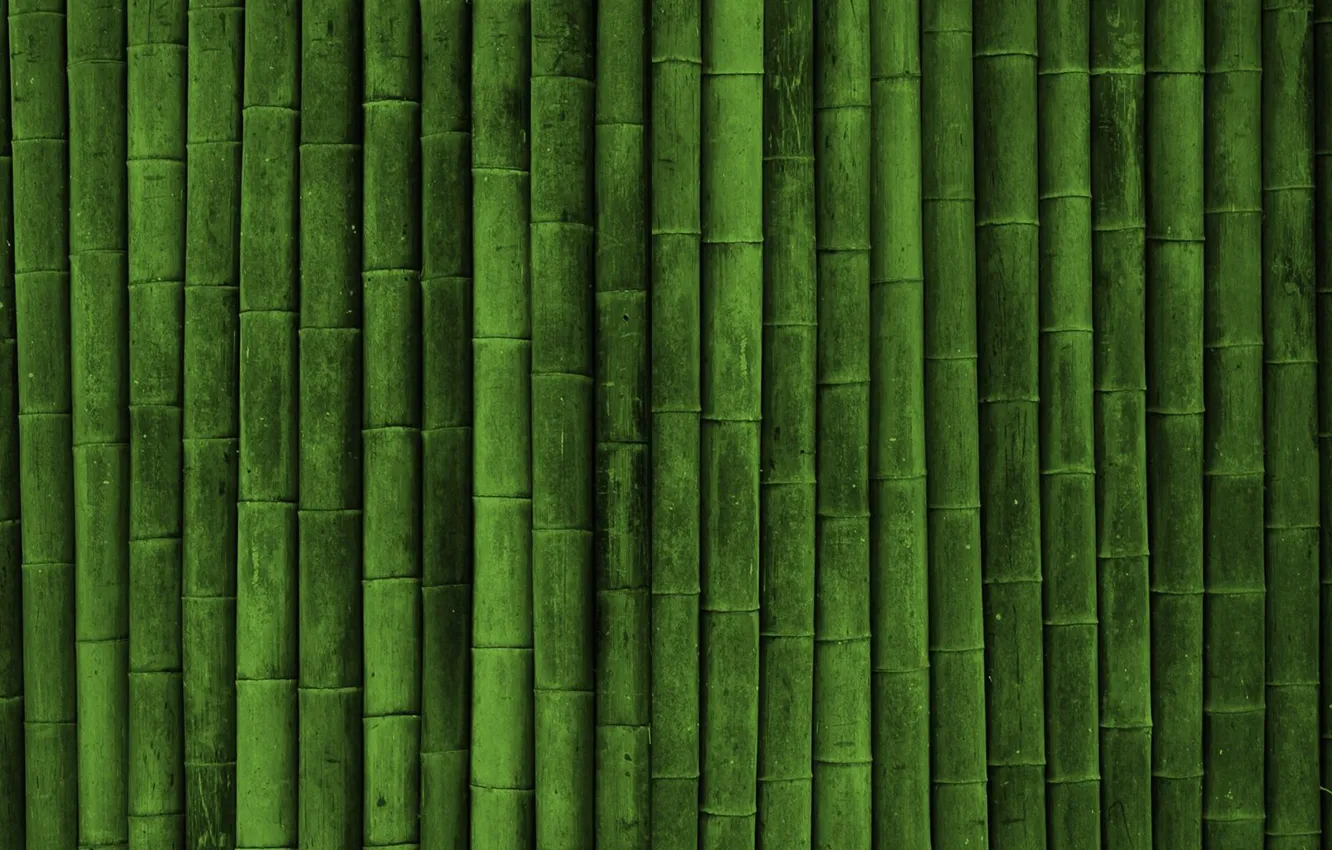 Фото обои green, plant, Japanese bamboo