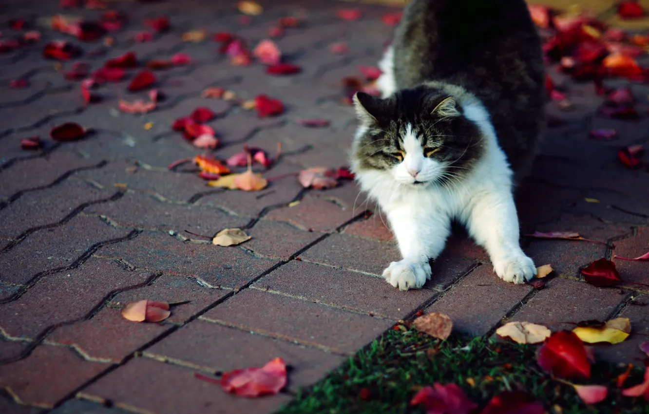 Фото обои осень, кошка, трава, кот, листья, плитка, лапы, пушистая