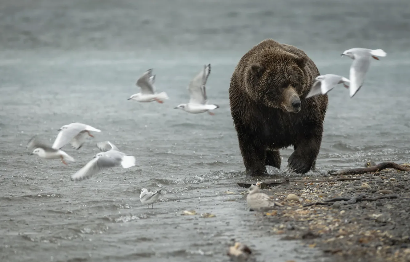 Фото обои природа, чайки, медведь