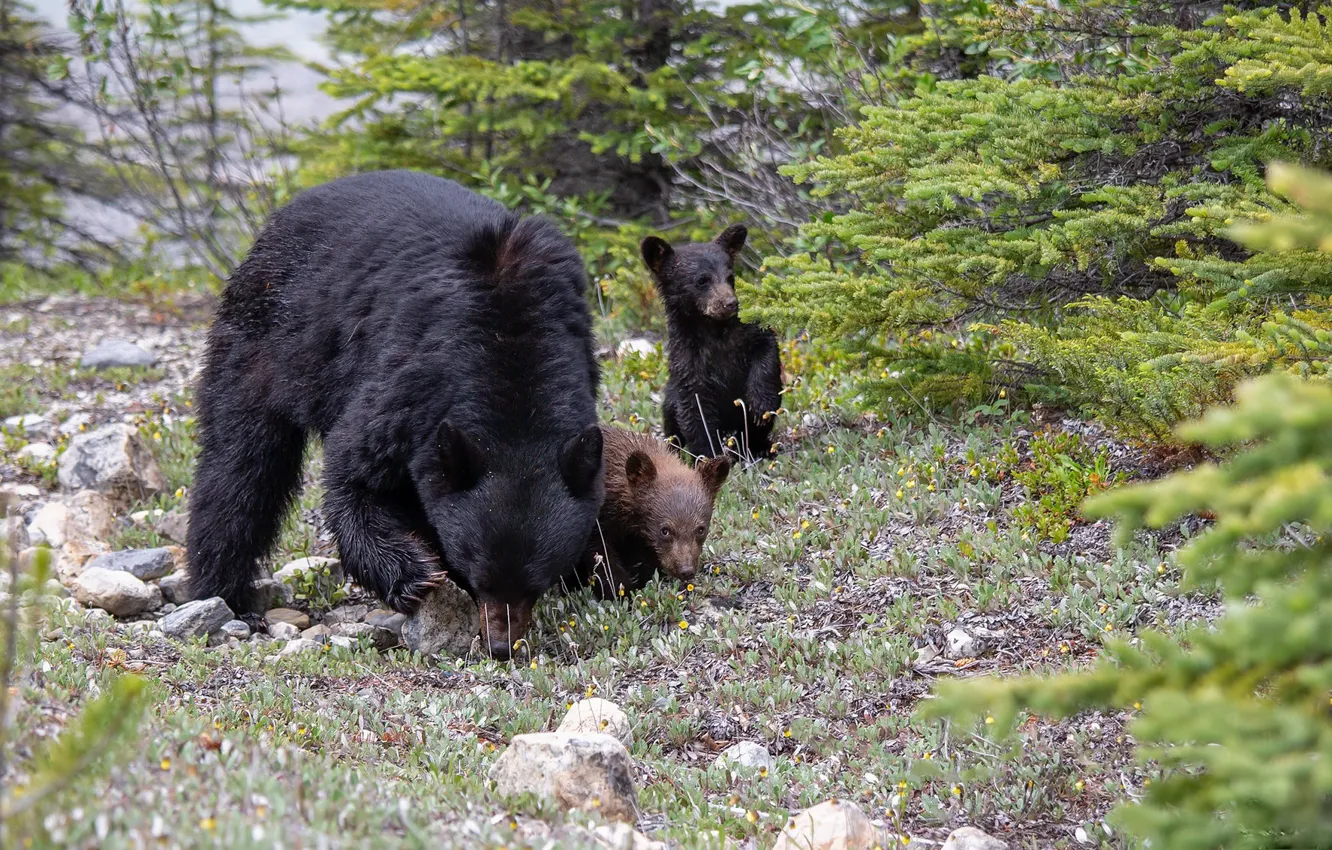 Фото обои природа, Family, North American Black Bear