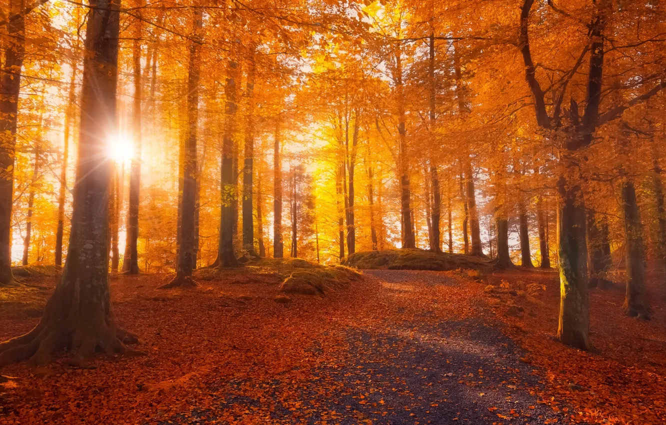 Фото обои дорога, осень, лес, листья, солнце, лучи, свет, деревья