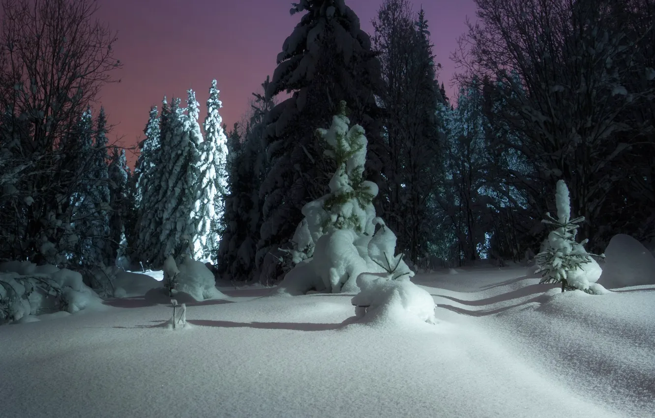 Фото обои зима, снег, деревья, пейзаж, ночь, природа, ели, ёлочки