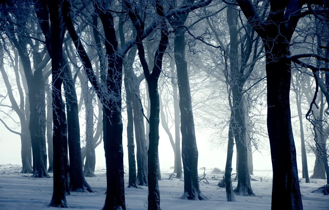 Фото обои зима, снег, деревья, природа, иний