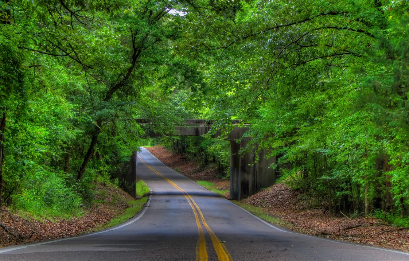 Фото обои дорога, лес, мост, green, forest, road, trees, bridge