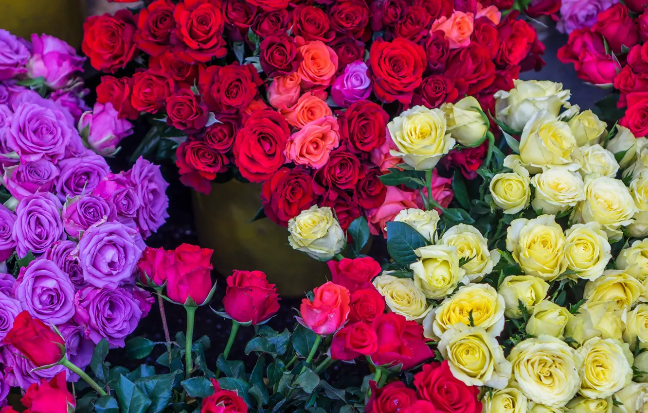 Фото обои розы, разноцветные, красивые
