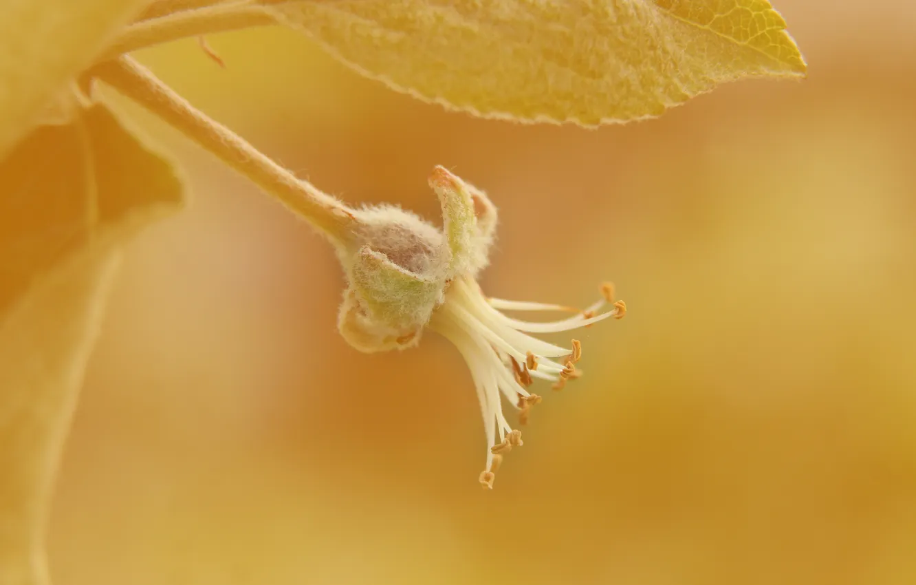 Фото обои fruit, plant, twig