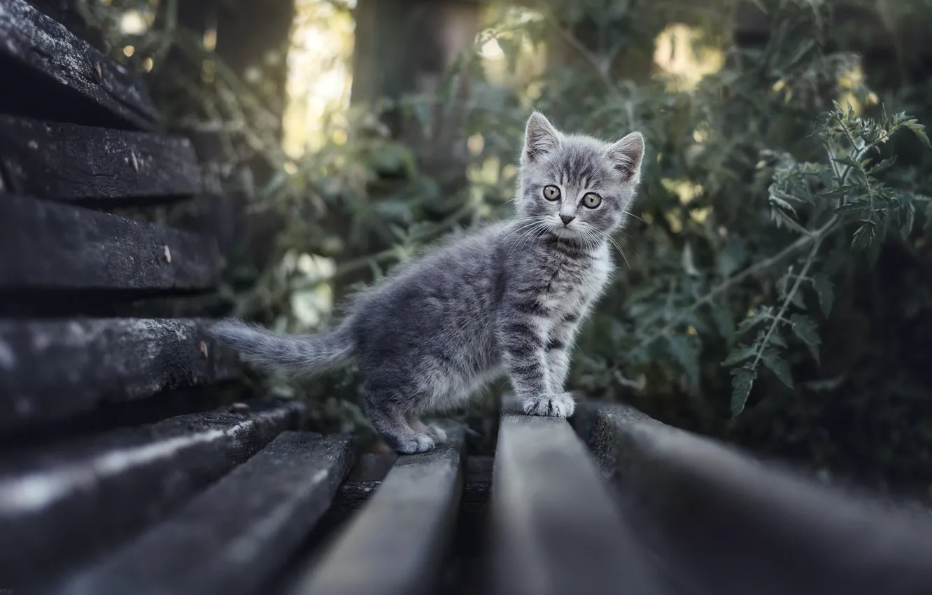 Фото обои серый, доски, котёнок, Александр Чорный