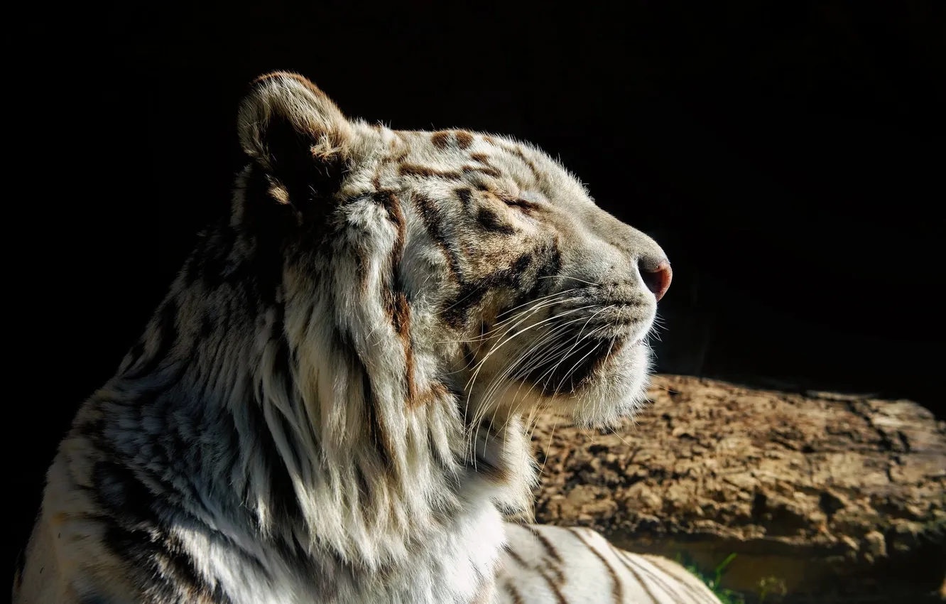 Фото обои морда, темный фон, хищник, профиль, белый тигр, дикая кошка