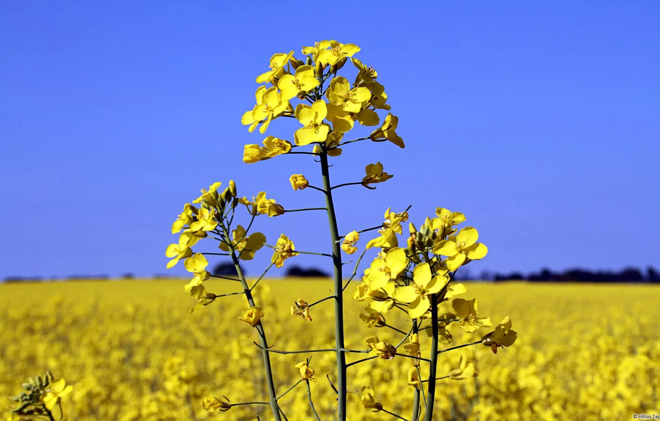 Фото обои поле, небо, растение, рапс, canola