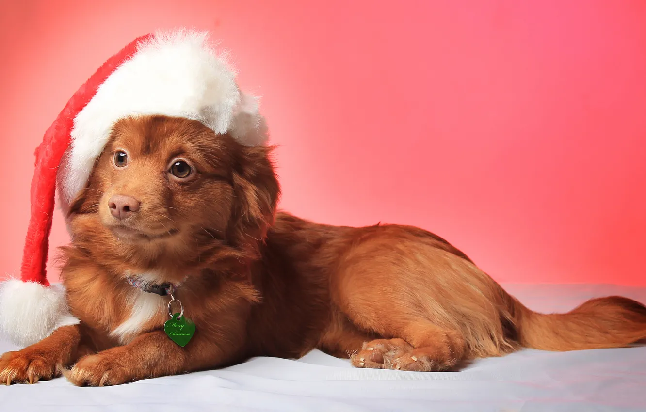 Фото обои взгляд, улыбка, шапка, рождество, собака, christmas, Dog, hat