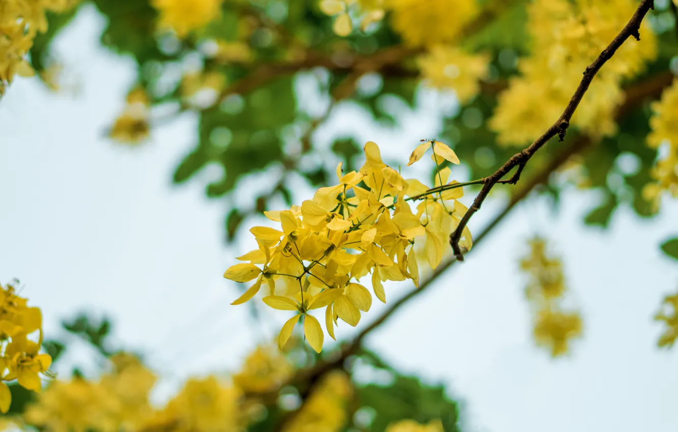 Фото обои happy, flower, sky, yellow, sony, blue, mood, indian