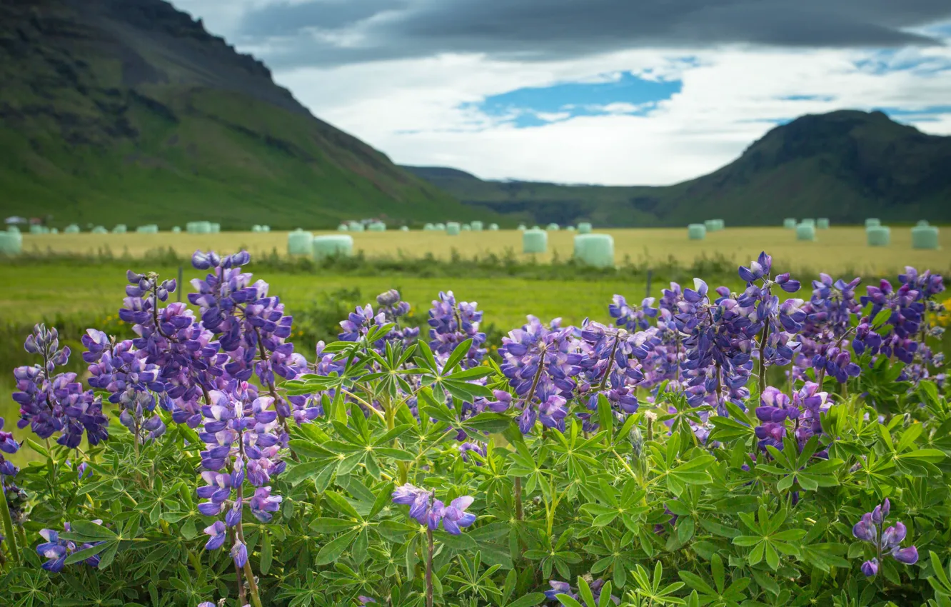 Фото обои цветы, горы, Исландия, Iceland, люпины