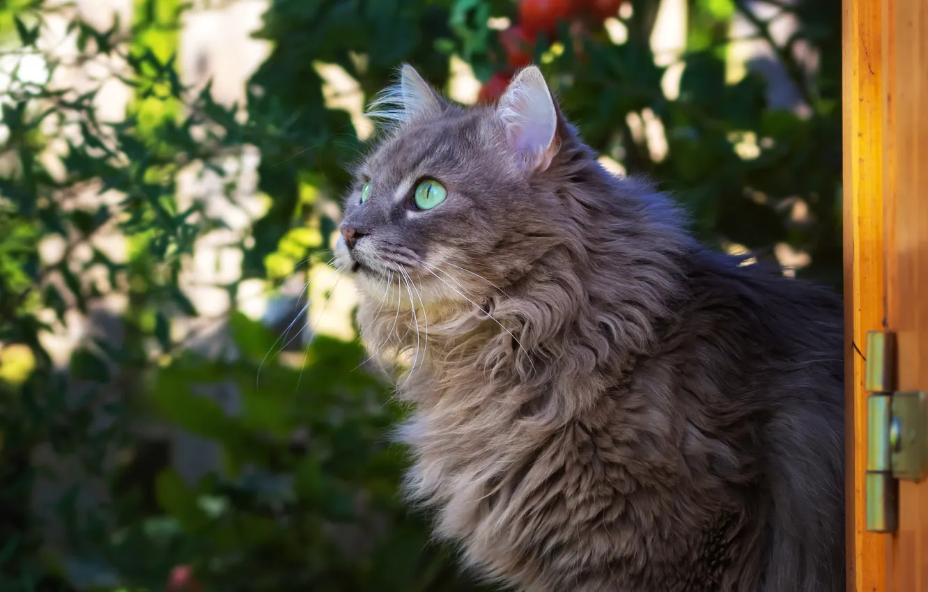 Фото обои зелень, кошка, кот, взгляд, листья, серый, портрет, растения