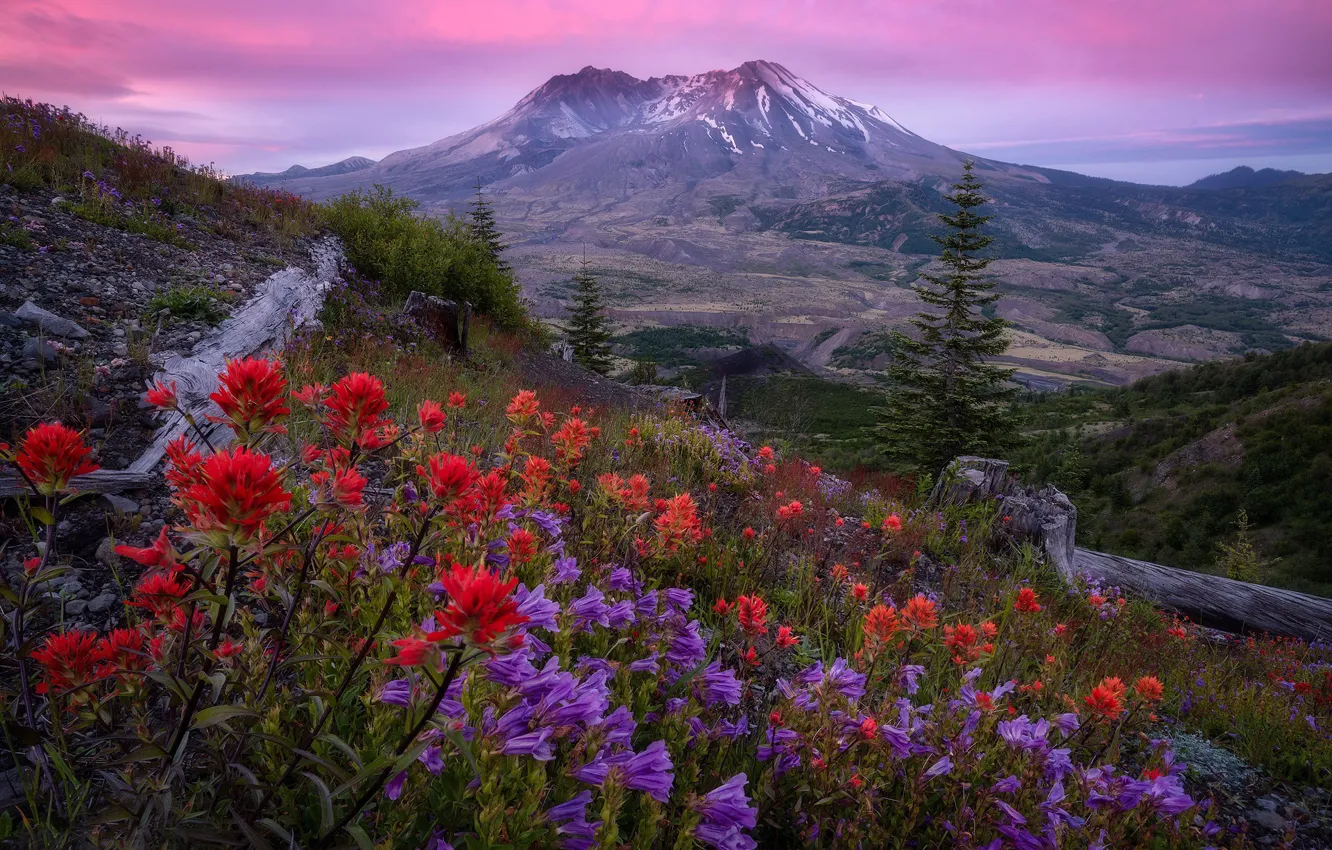 Фото обои цветы, гора, долина, склон, колокольчики, Каскадные горы, стратовулкан, Washington State