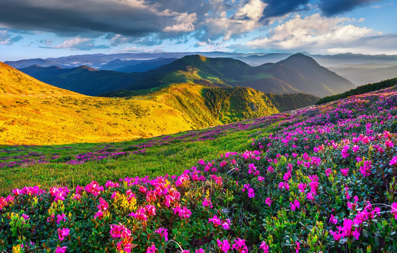 Фото обои небо, солнце, цветы, горы, весна, landscape, nature, луга