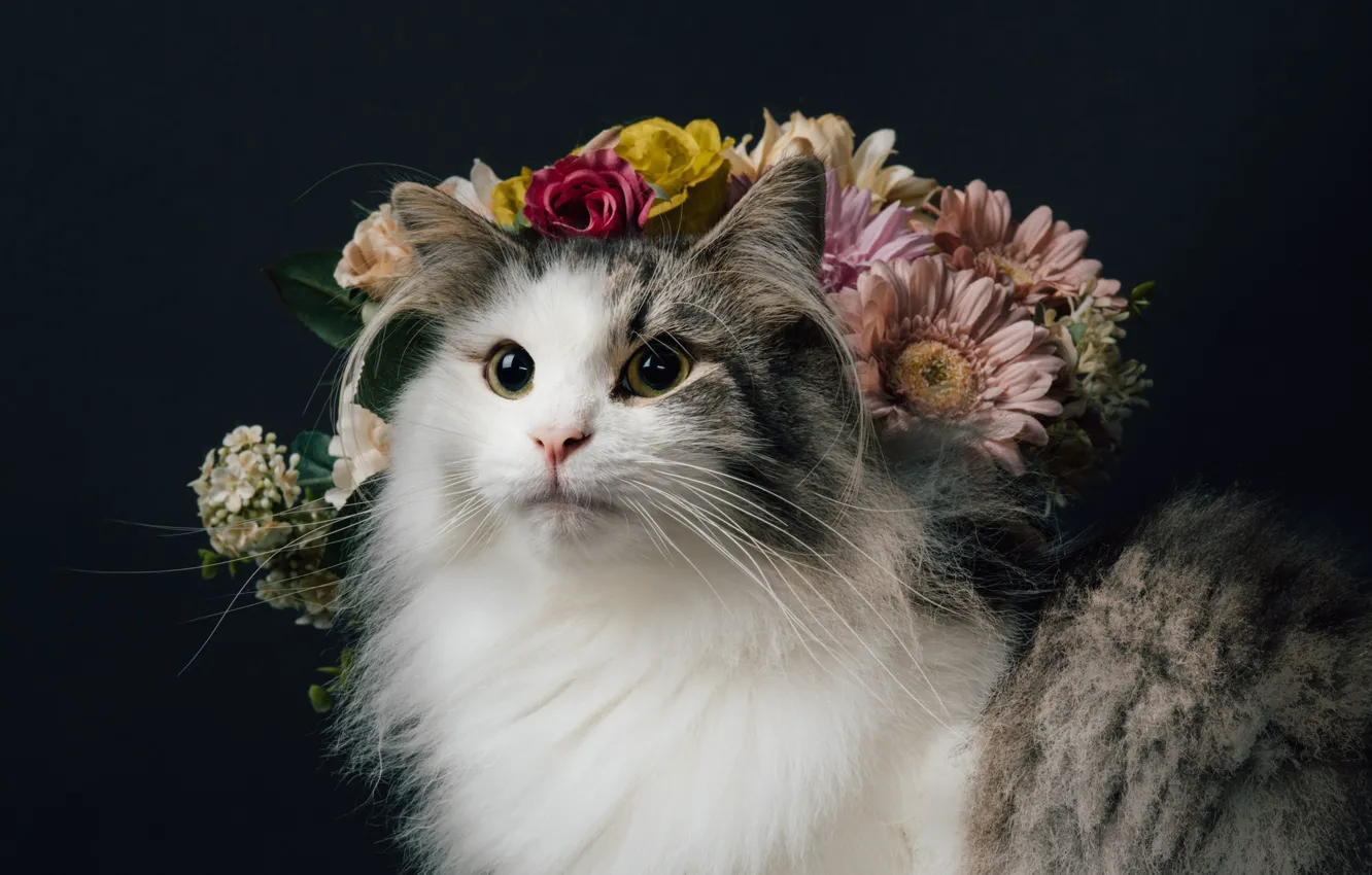 Фото обои кошка, взгляд, цветы, фон, портрет, пушистая, Норвежская лесная кошка