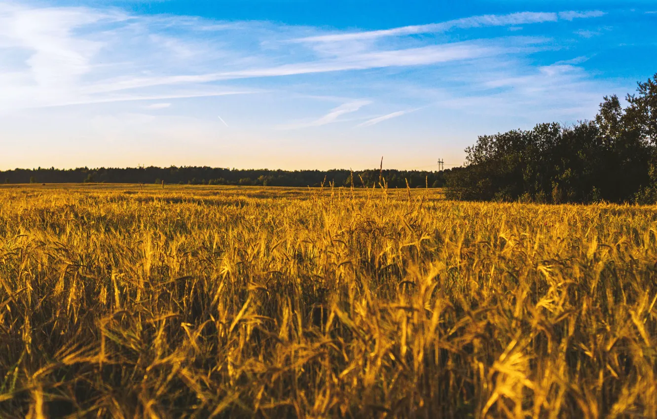 Фото обои пшеница, поле, лето, небо, пейзаж, голубое, урожай, хлеб