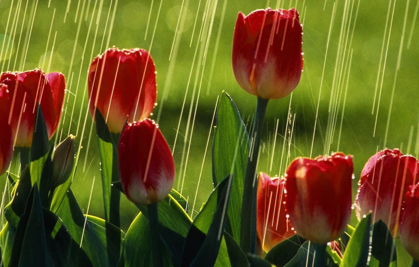 Фото обои зелень, лето, солнце, дождь, тюльпаны, красные тюльпаны