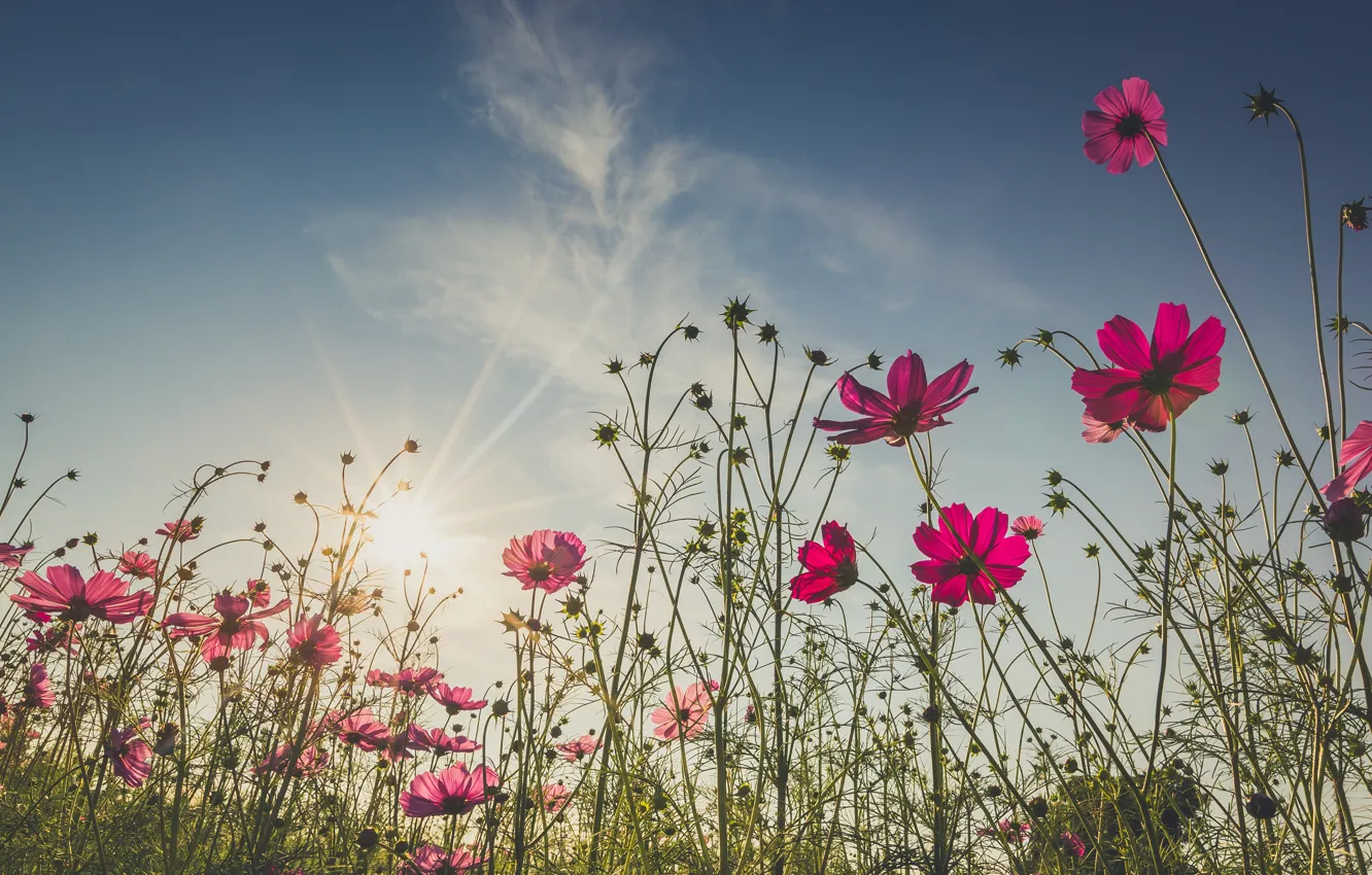 Фото обои поле, лето, цветы, summer, розовые, field, pink, flowers
