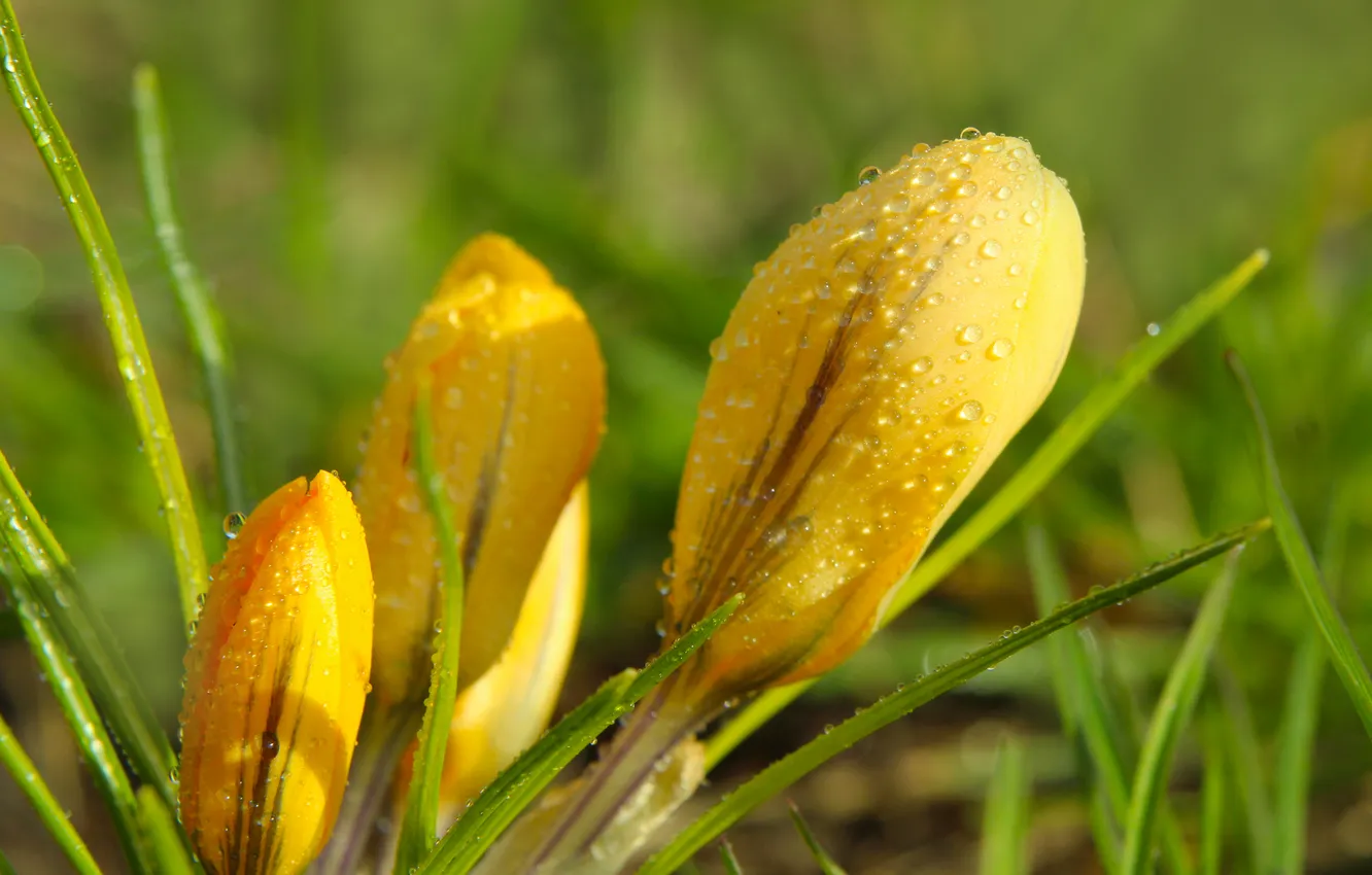 Фото обои yellow, spring, Crocus