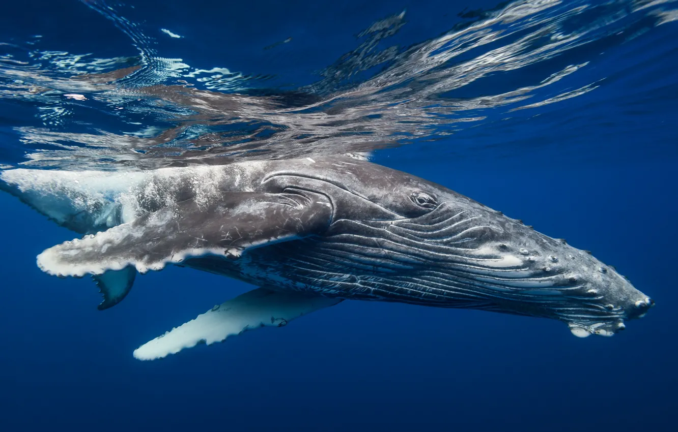 Фото обои море, природа, кит