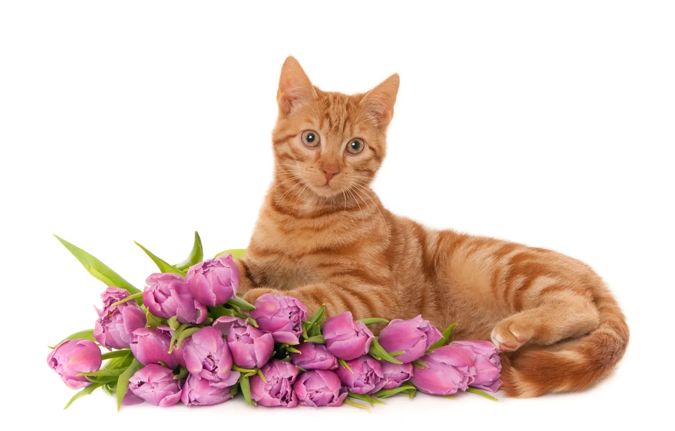 Фото обои кошка, кот, цветы, рыжая