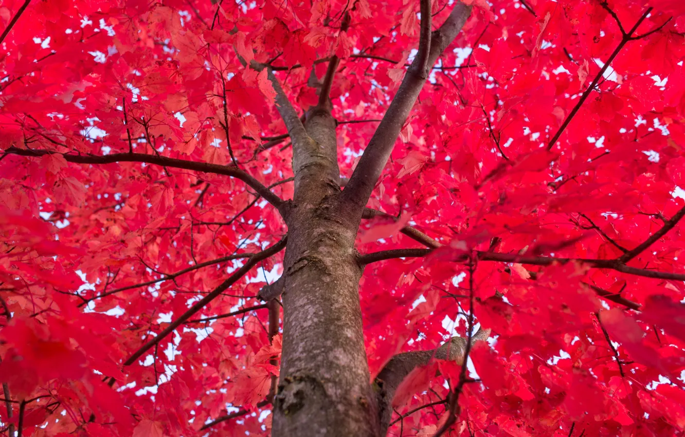 Фото обои Red, Tree, Autumn