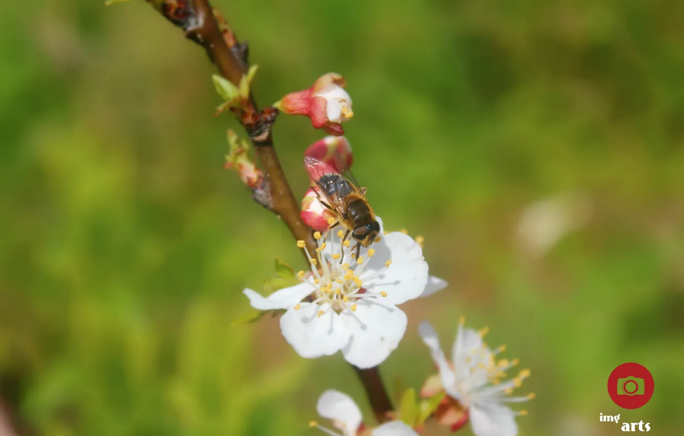 Фото обои green, flower, nature, fly, bee