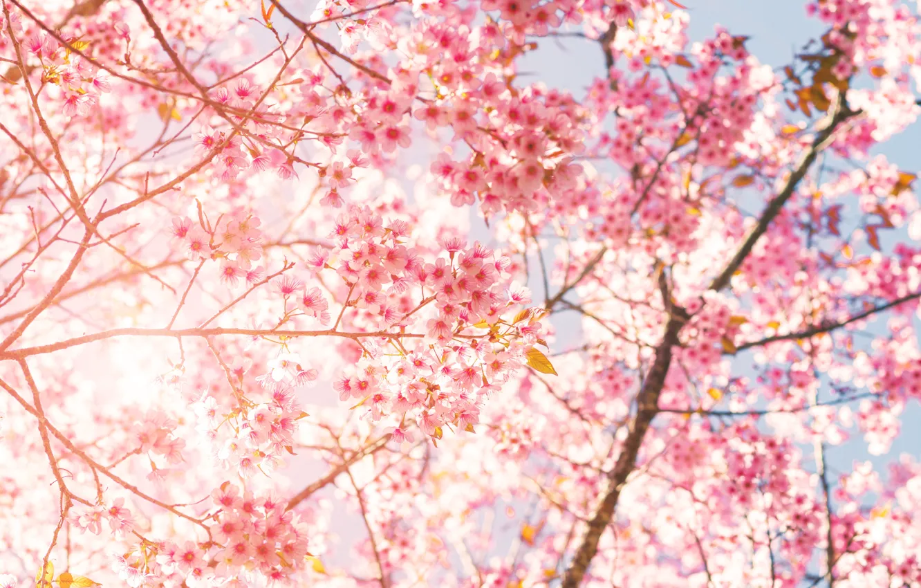 Фото обои цветы, природа, дерево, Сакура, цветение