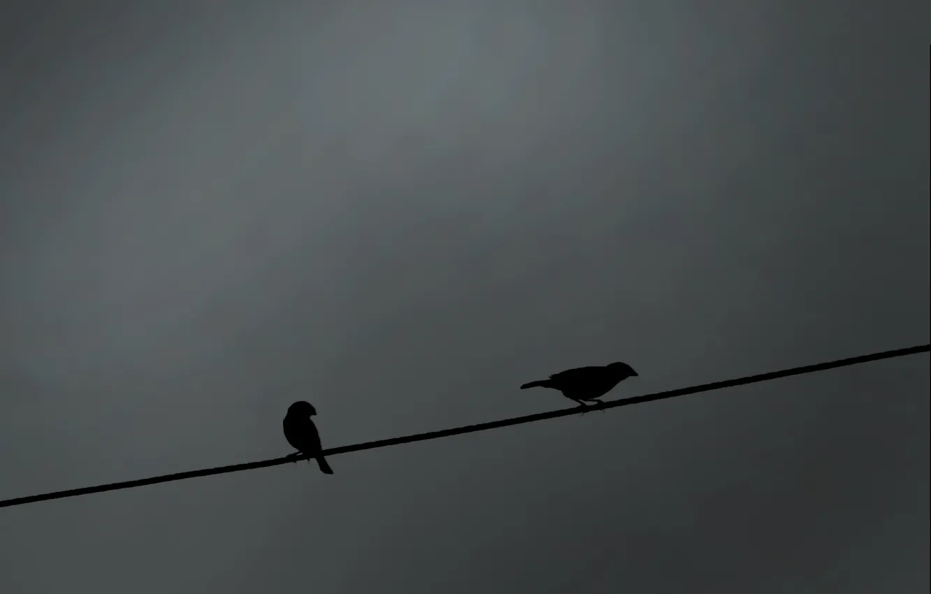 Фото обои Провод, Птицы, Силуэт, Тень, Bird, Воробьи