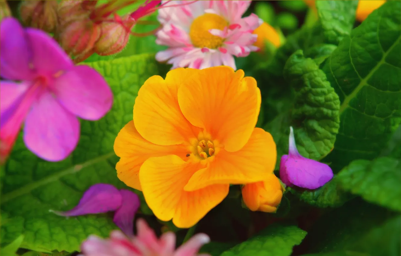 Фото обои Весна, Цветочки, Flowers, Spring