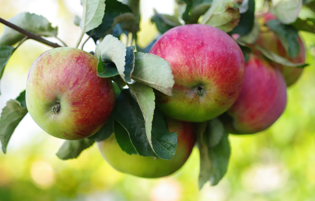 Фото обои яблоки, ветка, плоды, яблоня