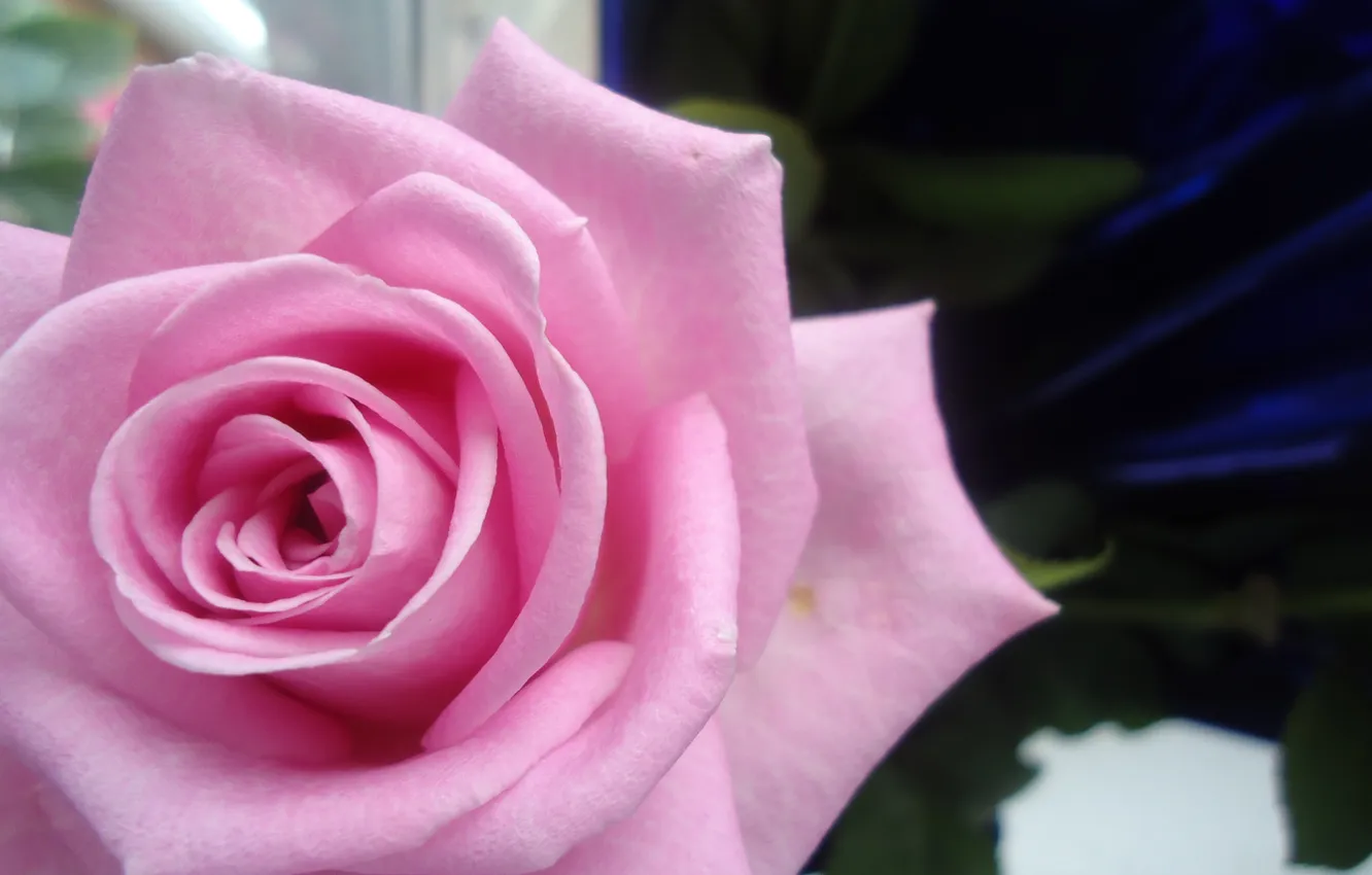 Фото обои роза, Цветок, упаковка, розочка