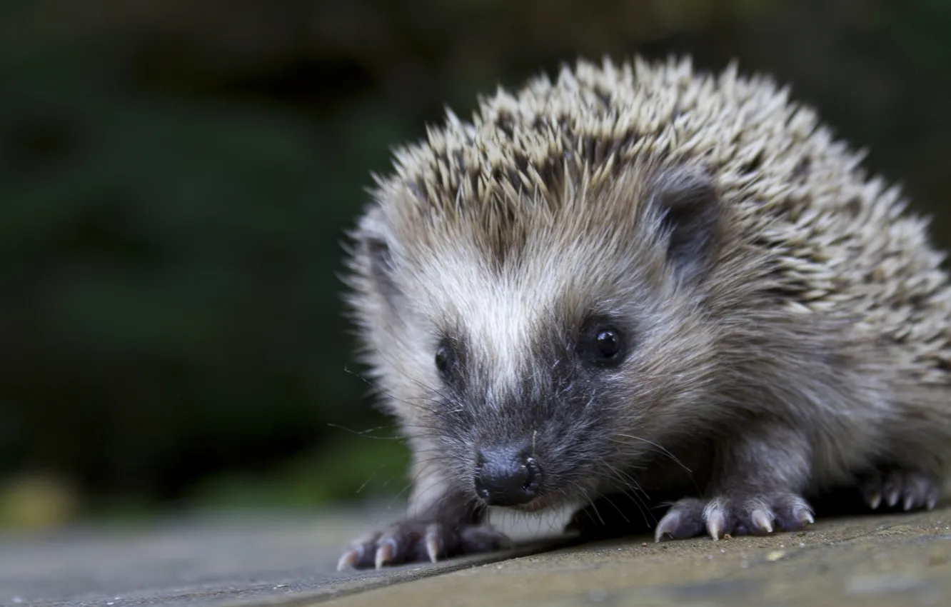 Фото обои фон, Ёжик, hedgehog