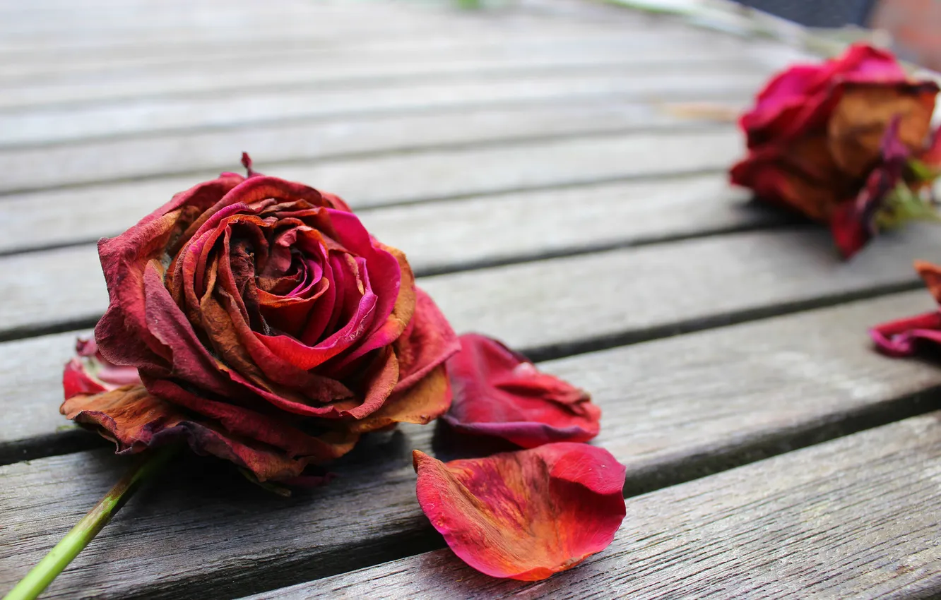 Фото обои роза, ветка, лепестки