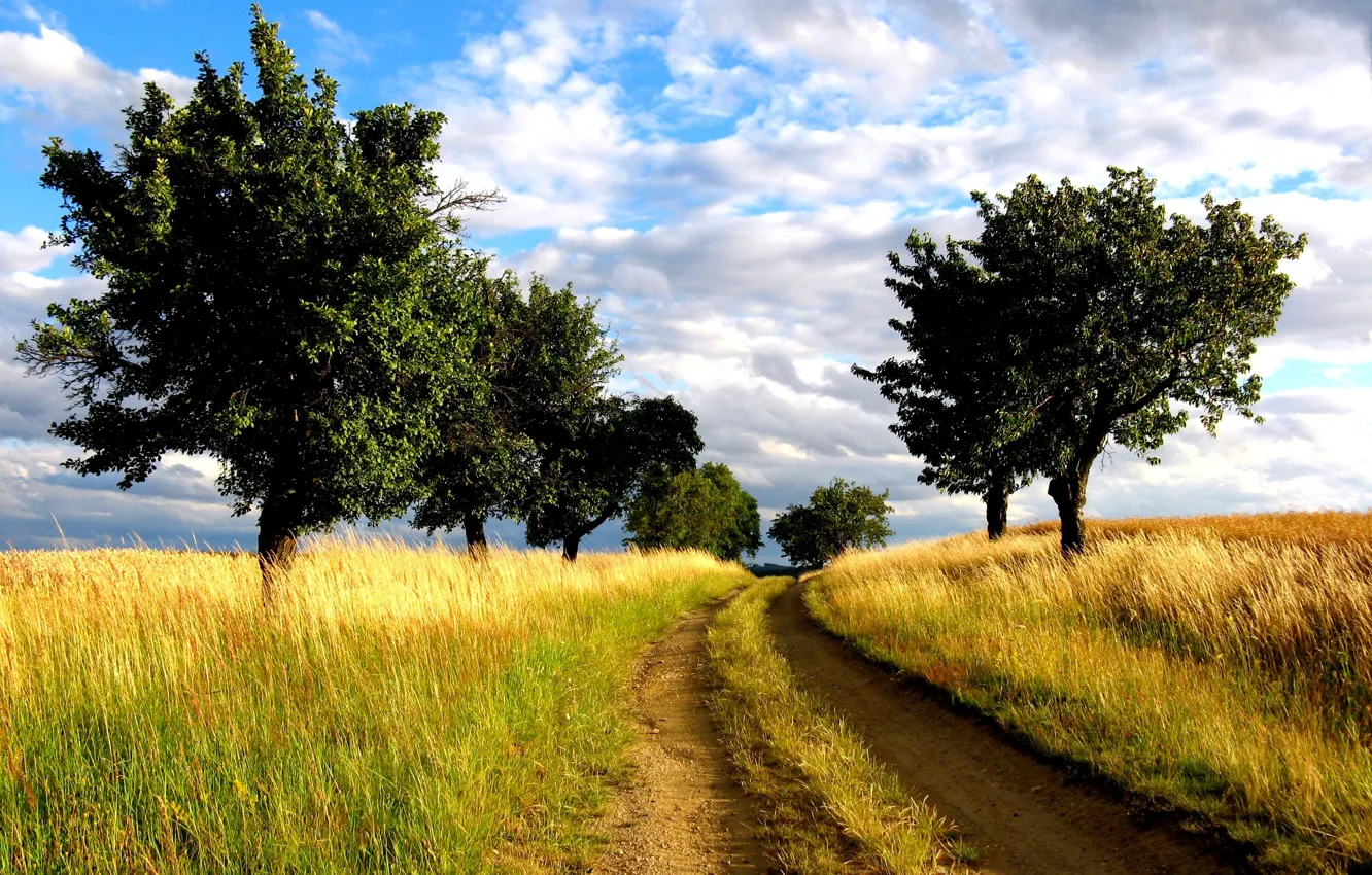 Фото обои дорога, поле, деревья