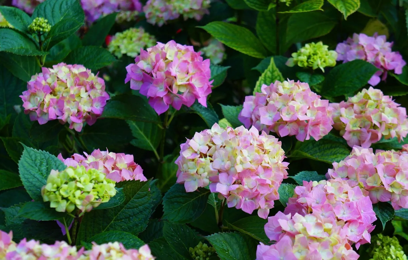 Фото обои flower, hydrangea, blooming