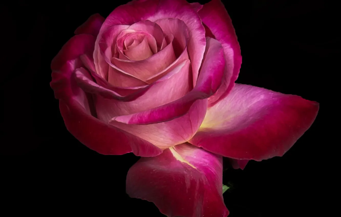 Фото обои rose, Flower, plant, petals, bloom