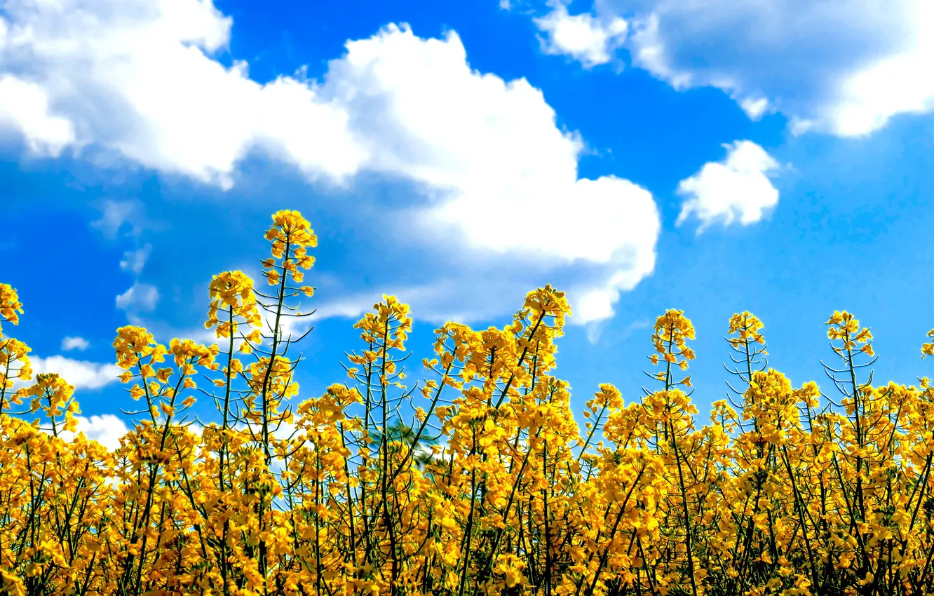 Фото обои sky, flowers, clouds, sunny
