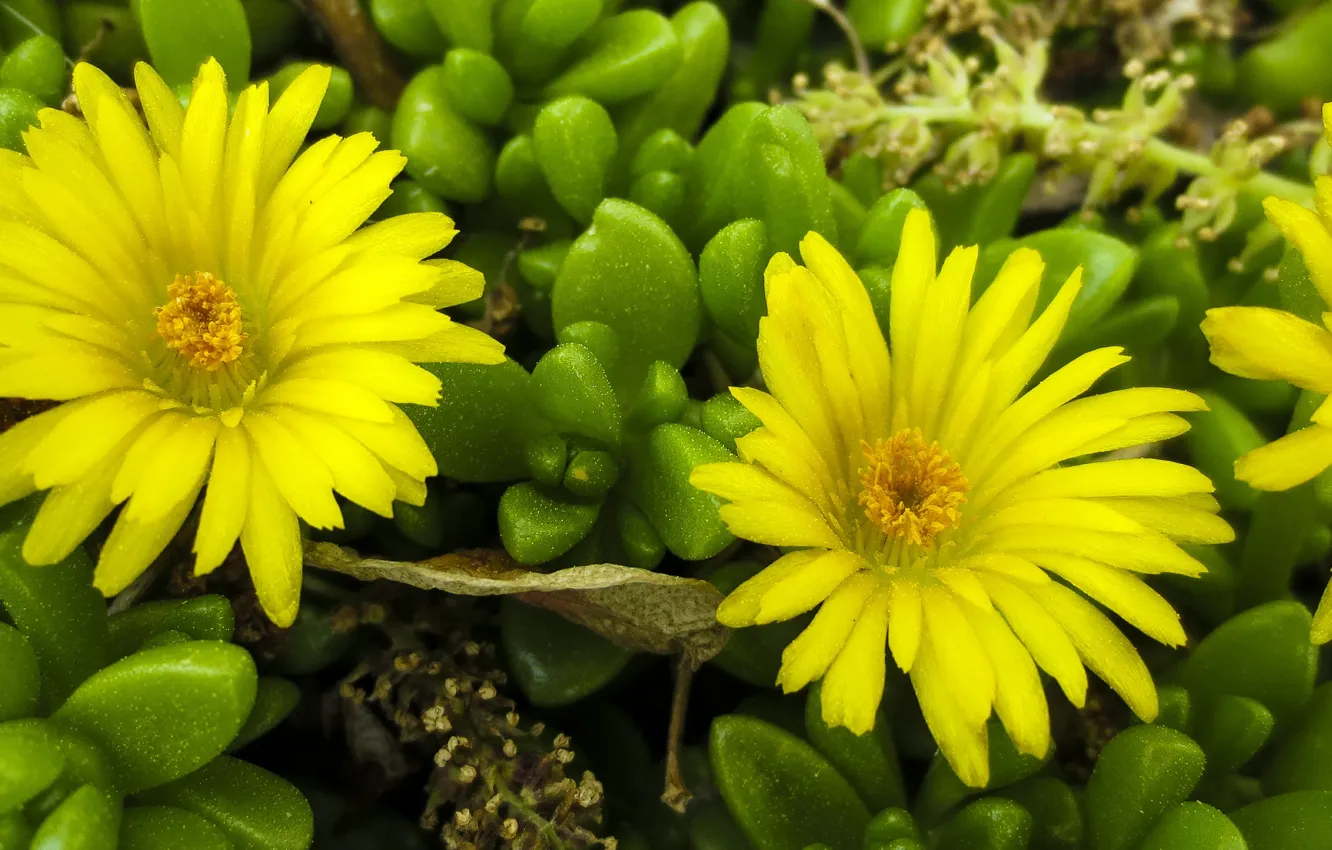 Фото обои цветы, Flowers, yellow, жёлтые
