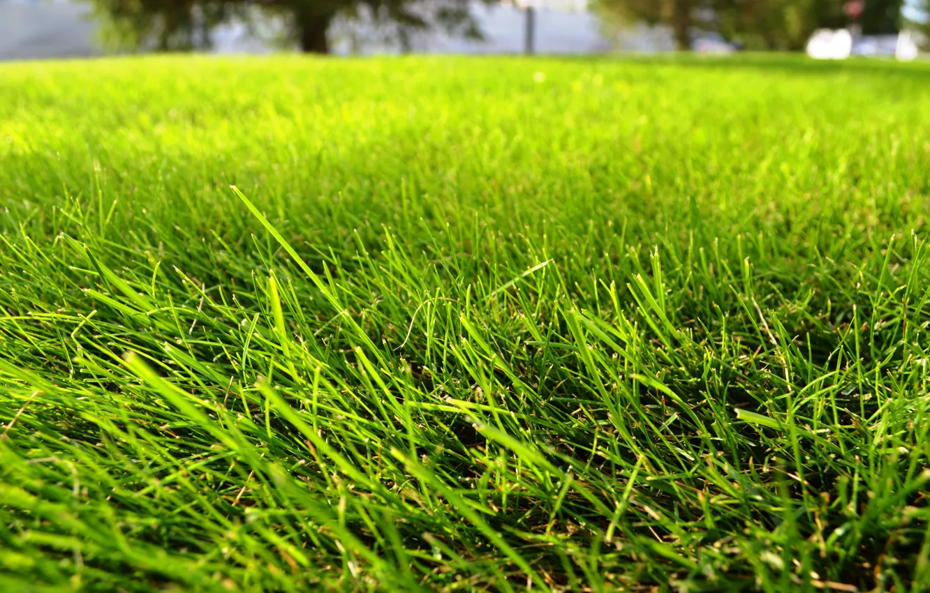 газон травы фото