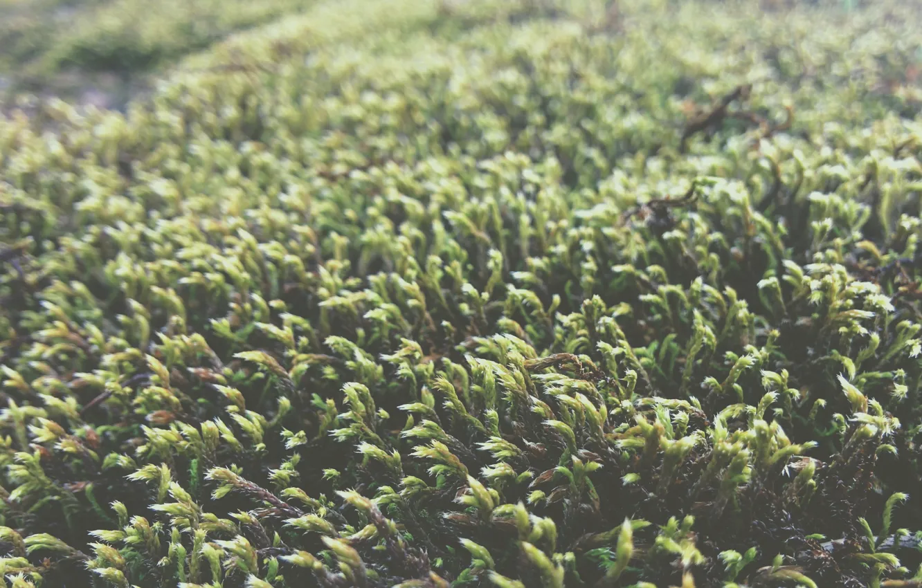 Фото обои трава, макро, зеленый, green, мох, grass, moss macro
