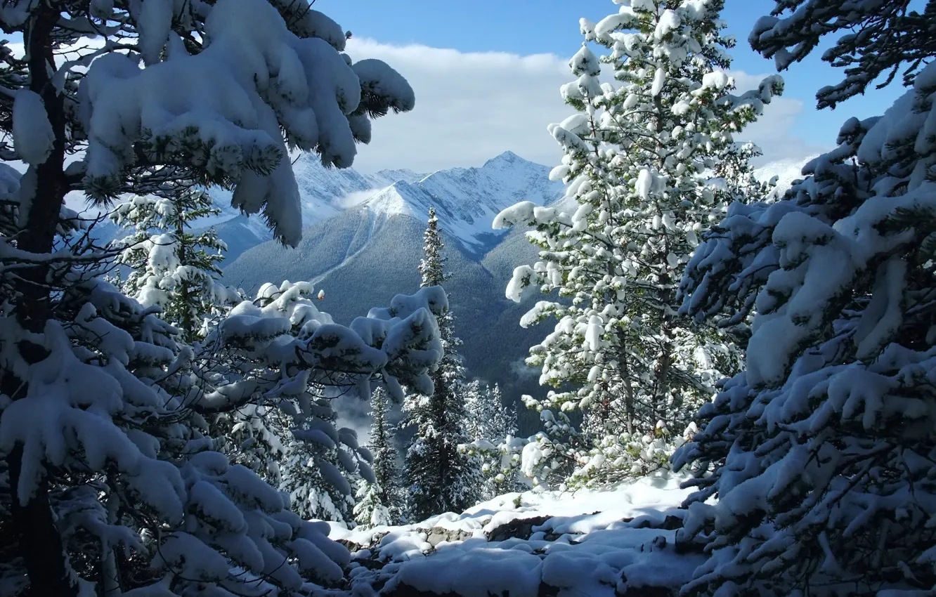 Фото обои зима, снег, деревья, пейзаж, горы, природа, ели, Канада