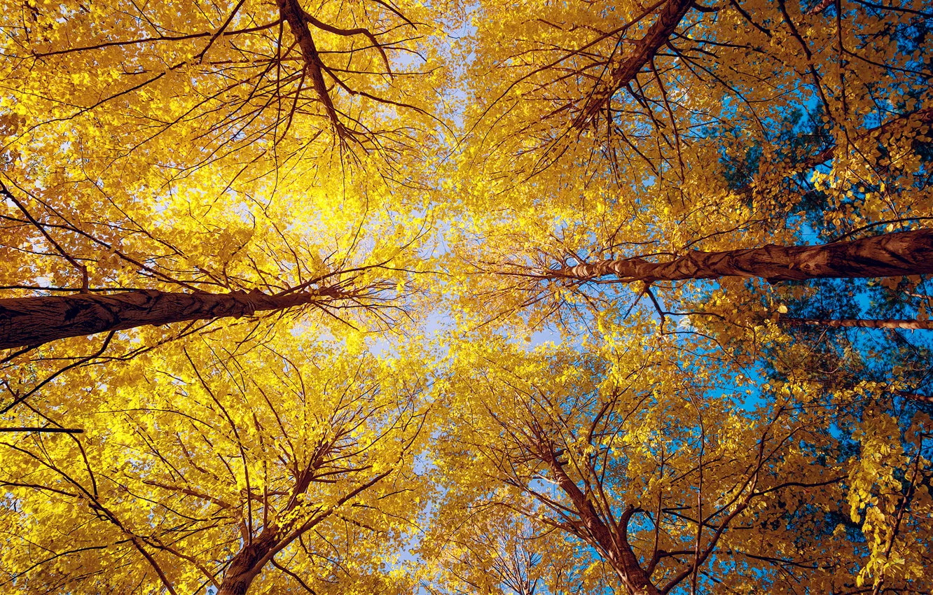 Фото обои осень, лес, деревья