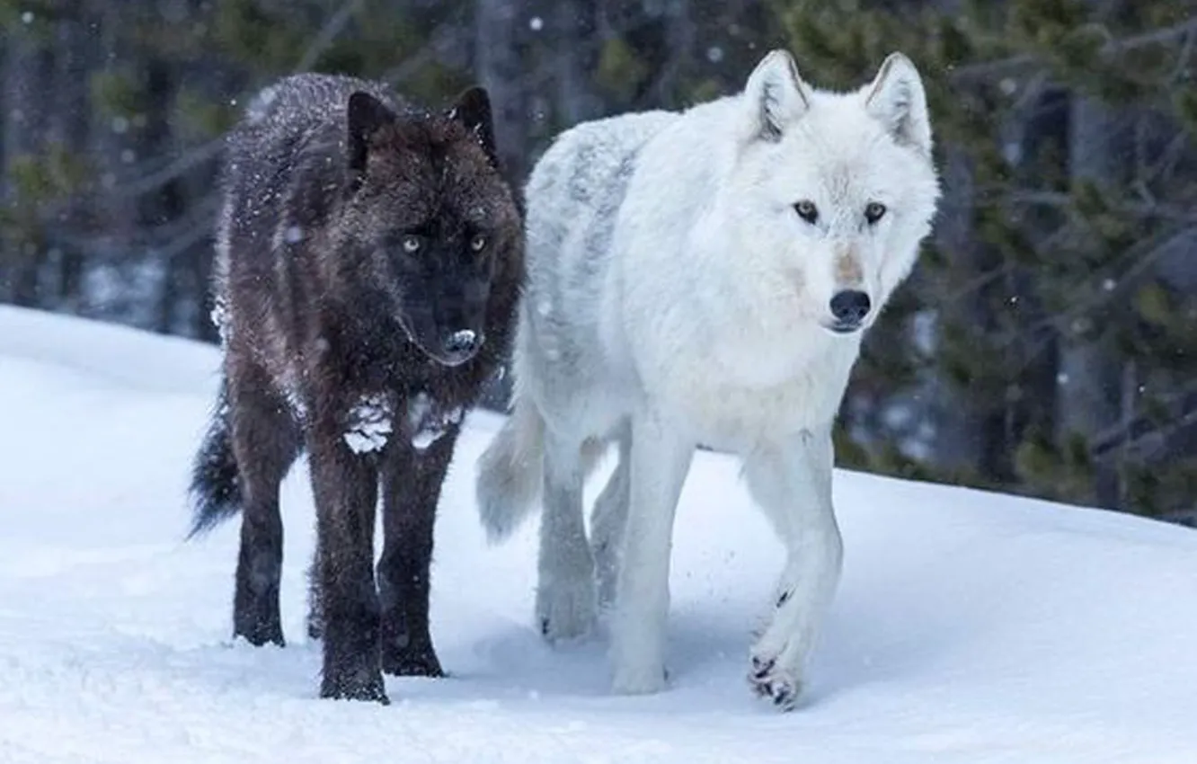 Фото обои nature, predator, animal, wolf, wildlife, portrait, portrait., Canis lupus. face